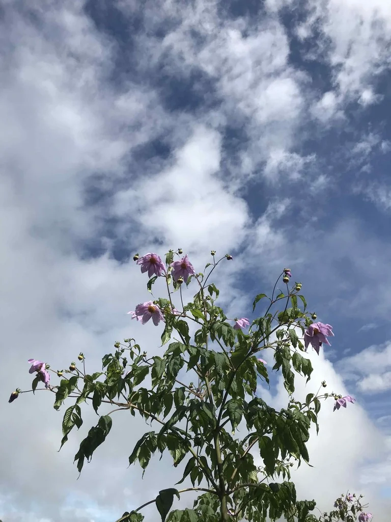 Dahlia Imperialis