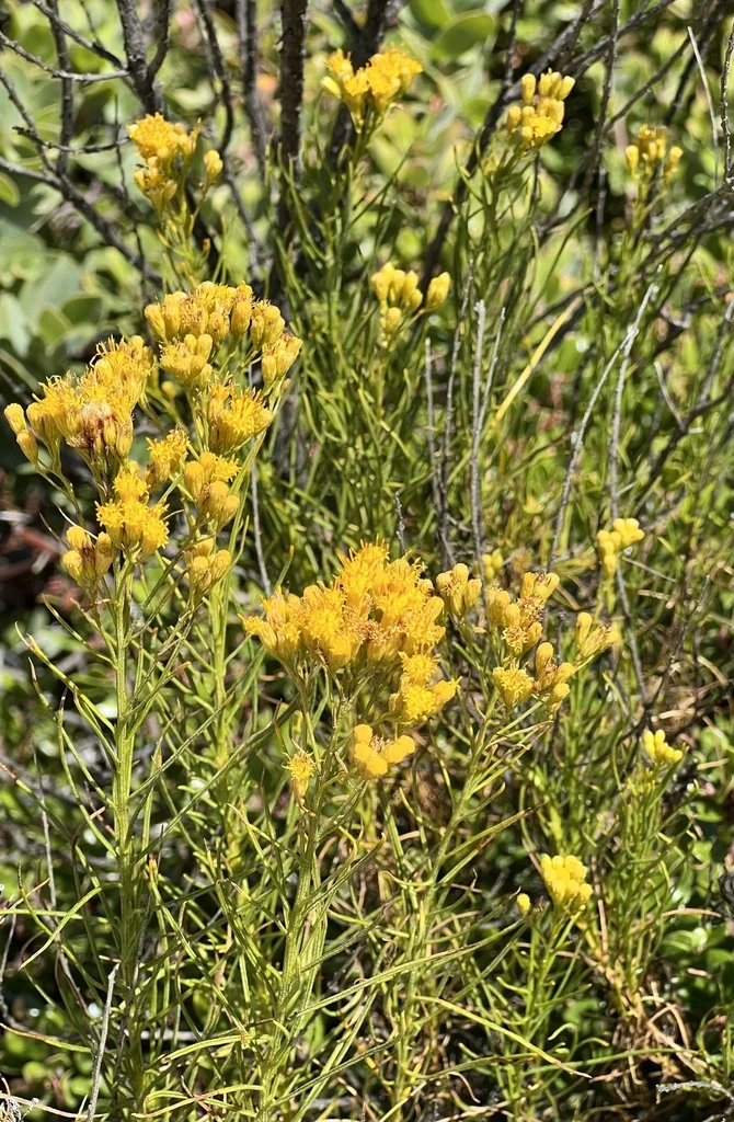 Ericameria Arborescens