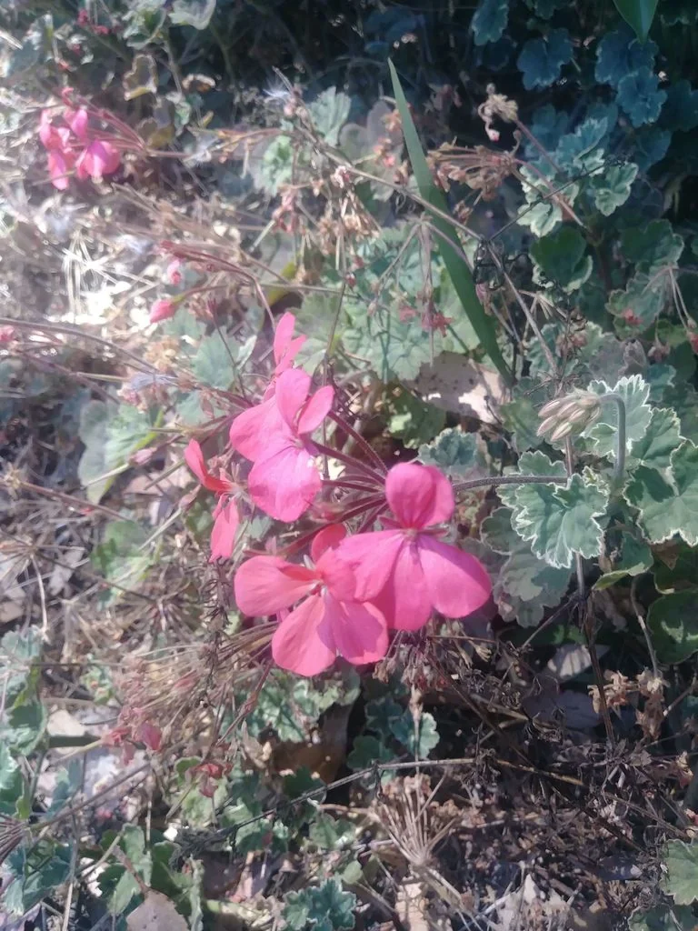 Pelargonium hortorum