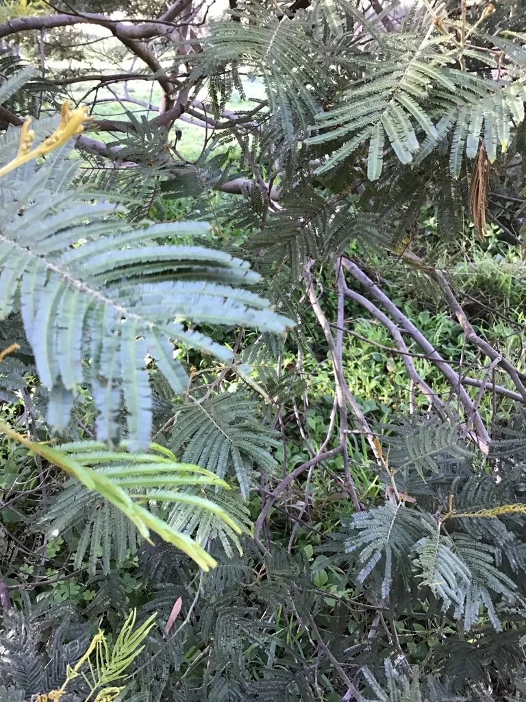 Albizia Distachya