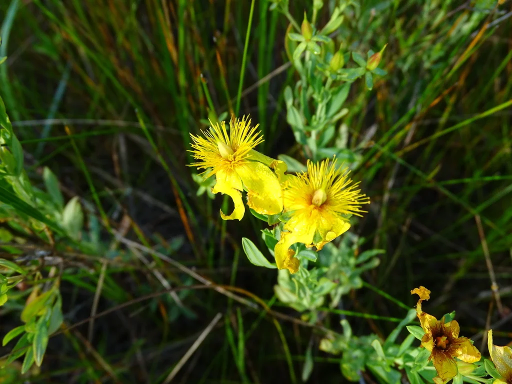 Hypericum Kalmianum