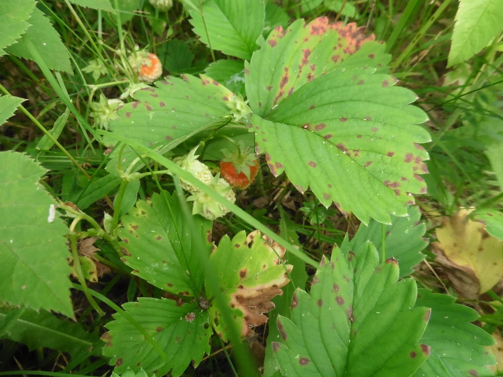 Fragaria ananassa