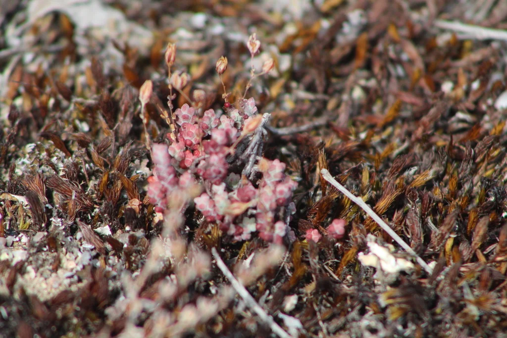Sedum Brevifolium