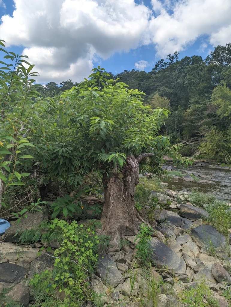 Nyssa Aquatica