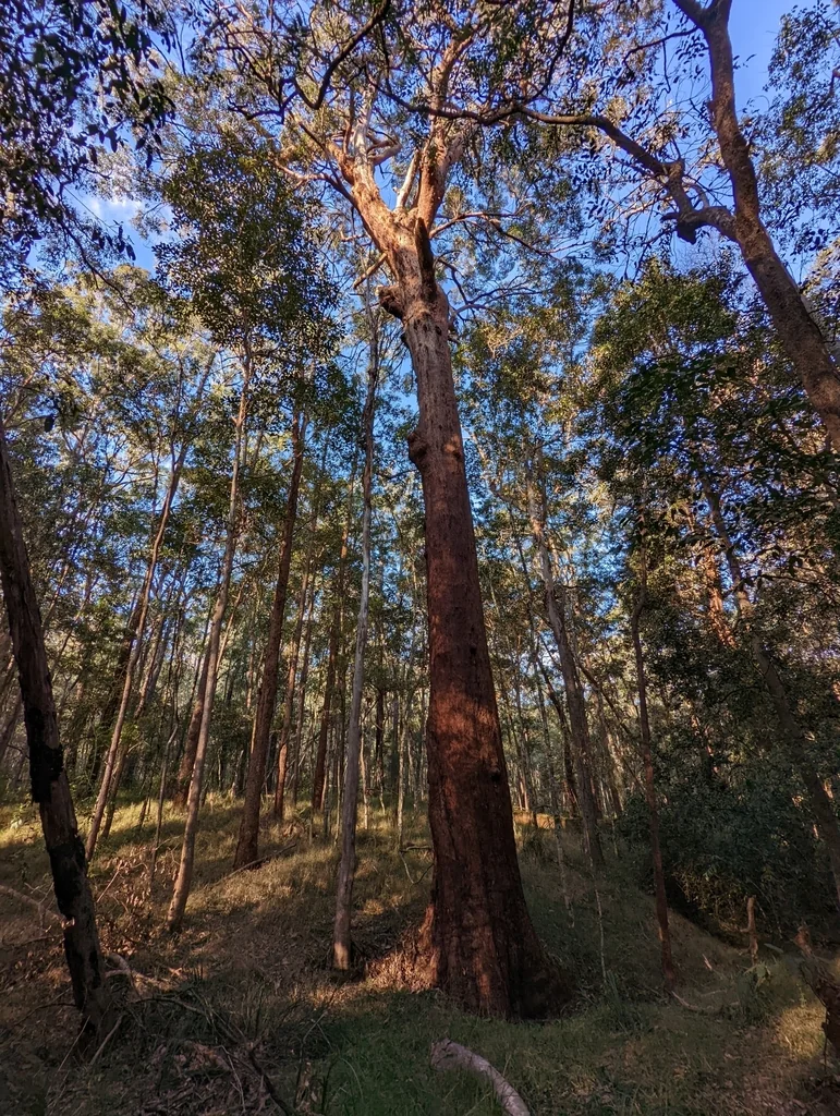 Eucalyptus Microcorys