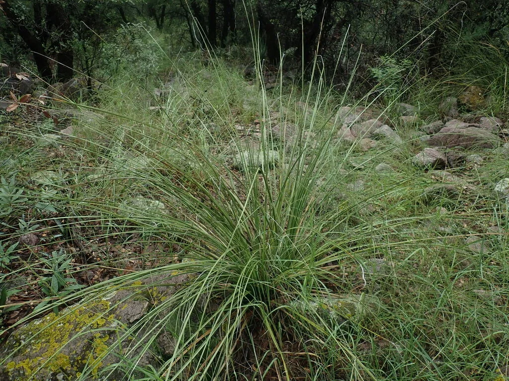 Nolina microcarpa