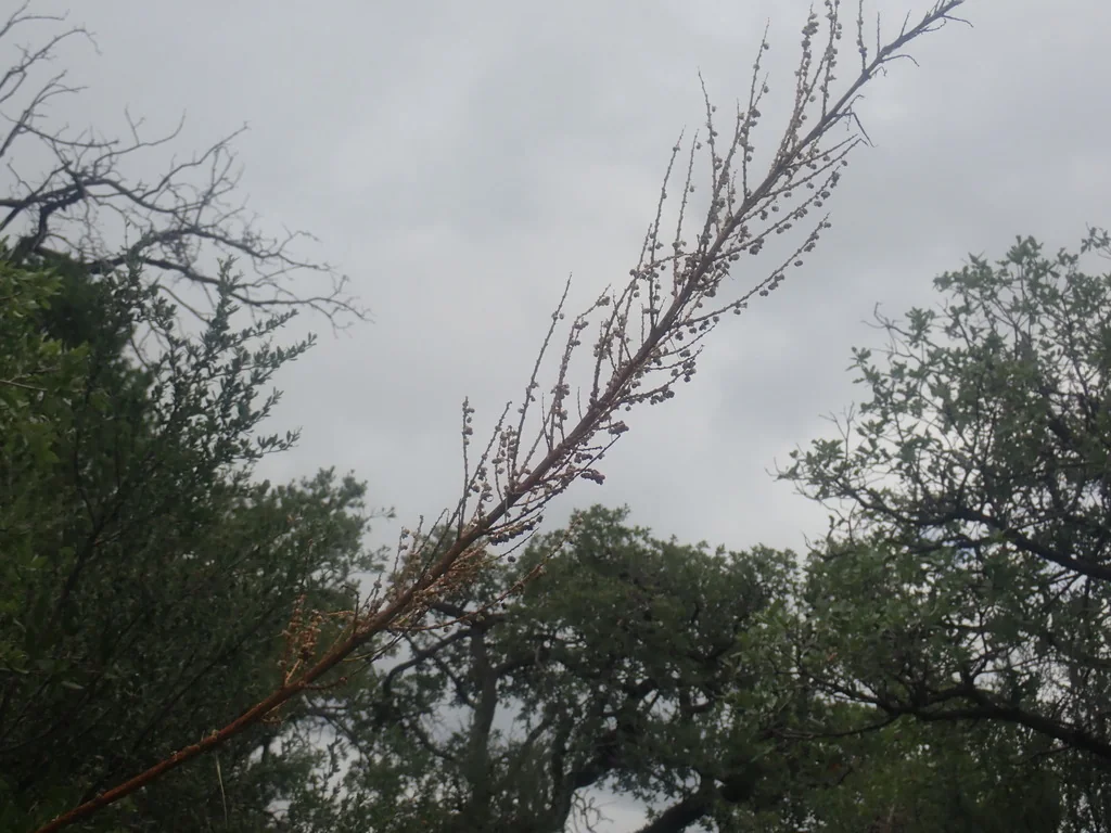 Nolina microcarpa