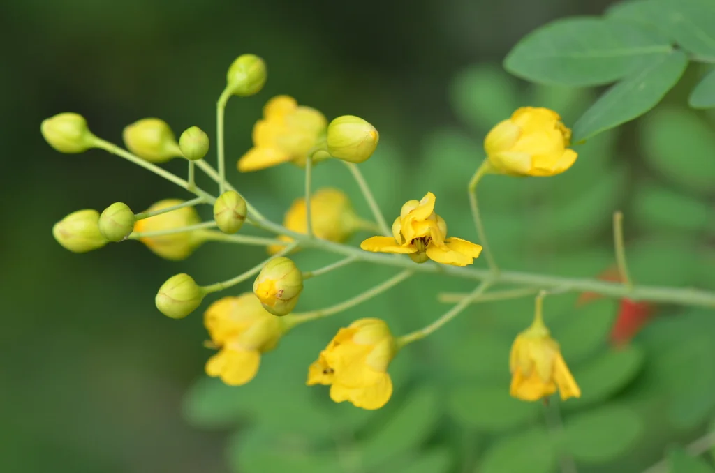 Caesalpinia Mexicana