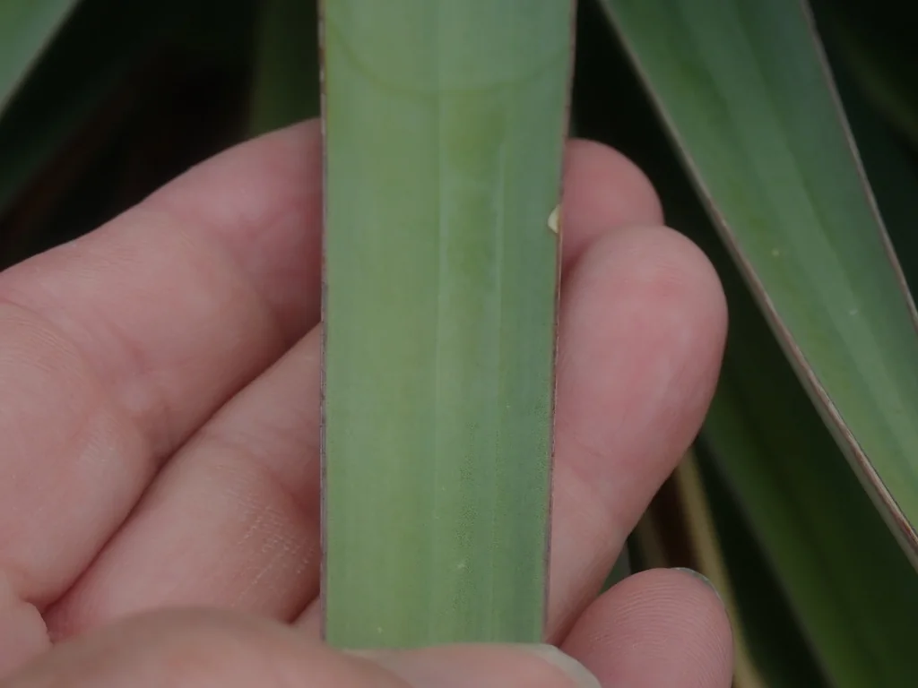 Yucca Schottii