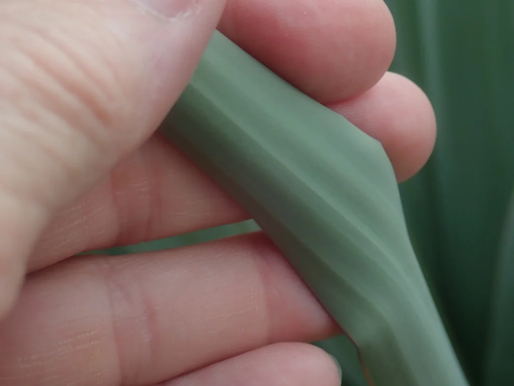 Yucca Schottii