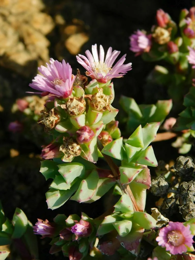 Oscularia Deltoides