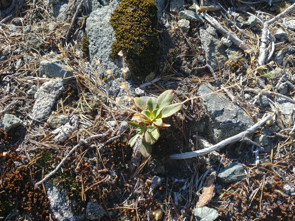 Lewisia Cotyledon