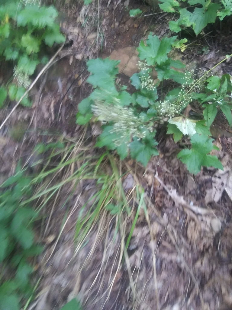 Heuchera Villosa