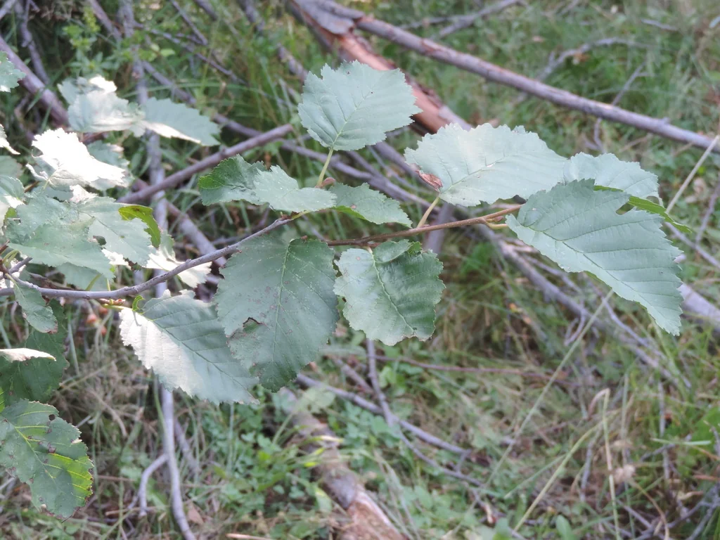 Alnus Incana Ssp. Tenuifolia