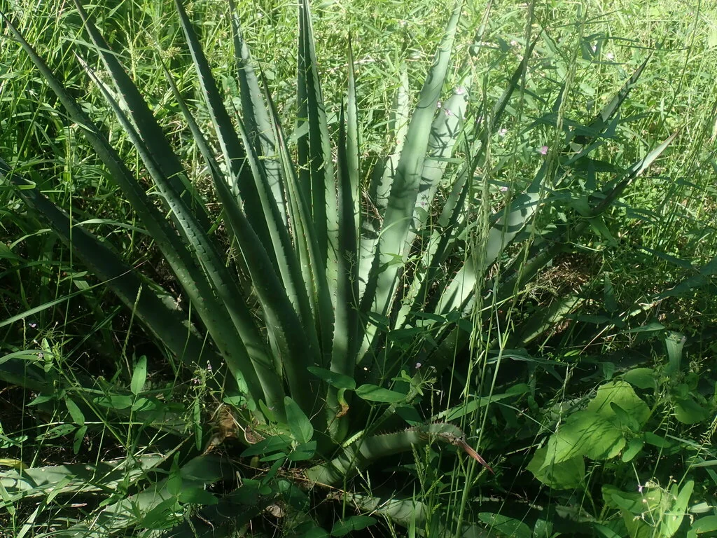 Agave Palmeri