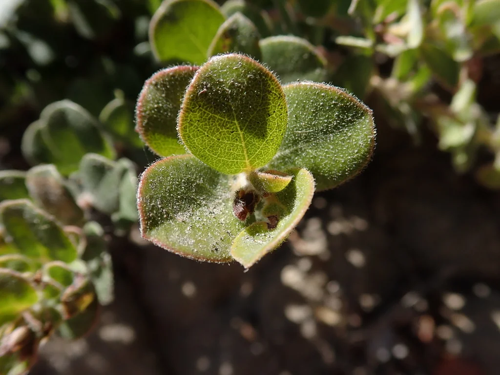 Arctostaphylos Edmundsii
