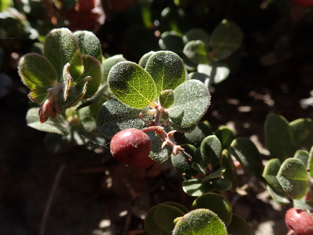 Arctostaphylos Edmundsii