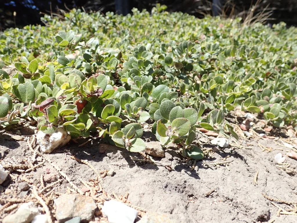 Arctostaphylos Edmundsii