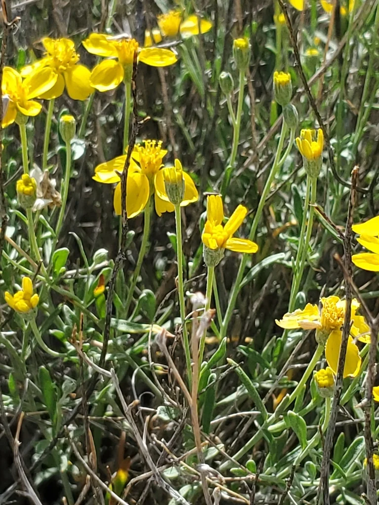 Psilostrophe Cooperi