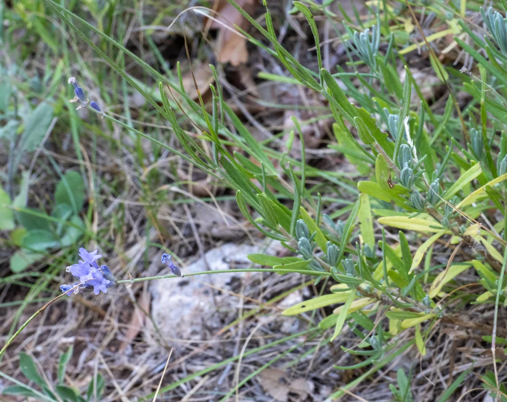 Lavandula angustifolia