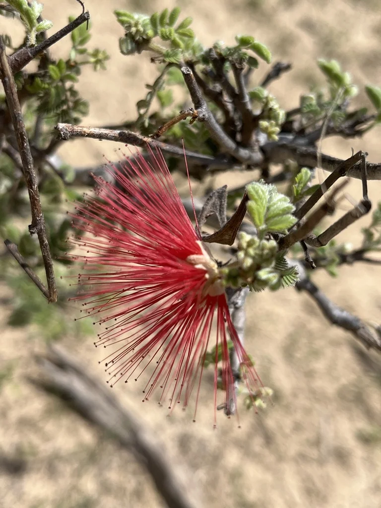 Calliandra Californica