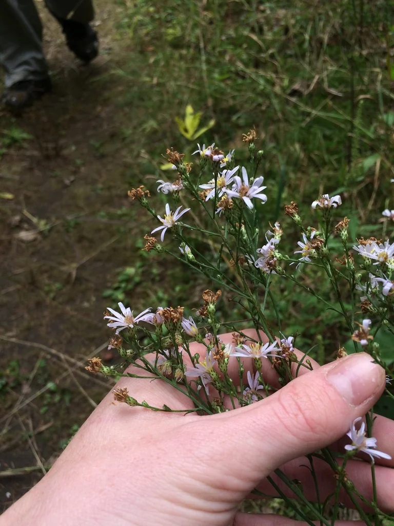 Symphyotrichum Oolentangiense