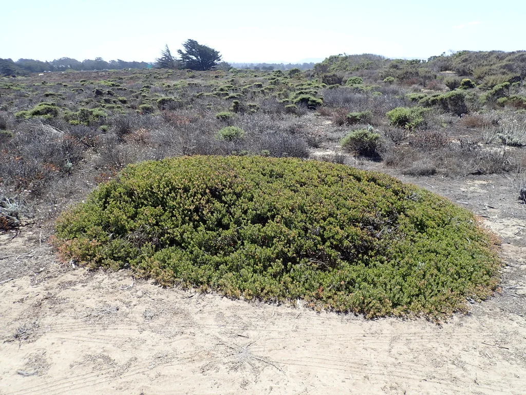 Arctostaphylos Pumila