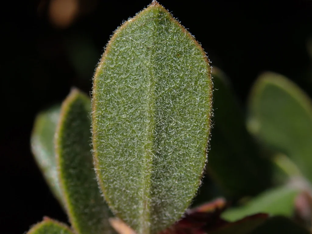 Arctostaphylos Pumila