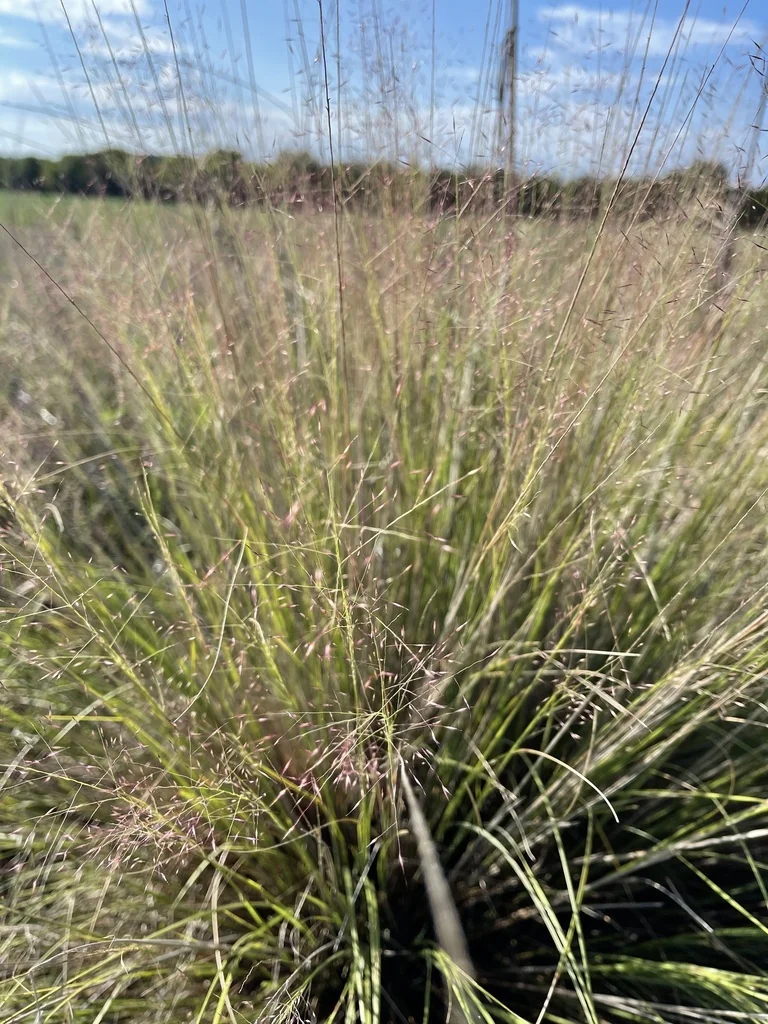 Muhlenbergia Reverchonii
