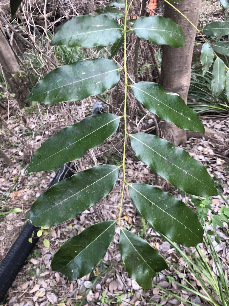 Castanospermum Australe