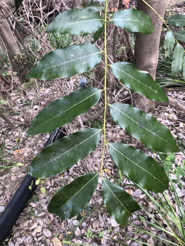 Castanospermum Australe