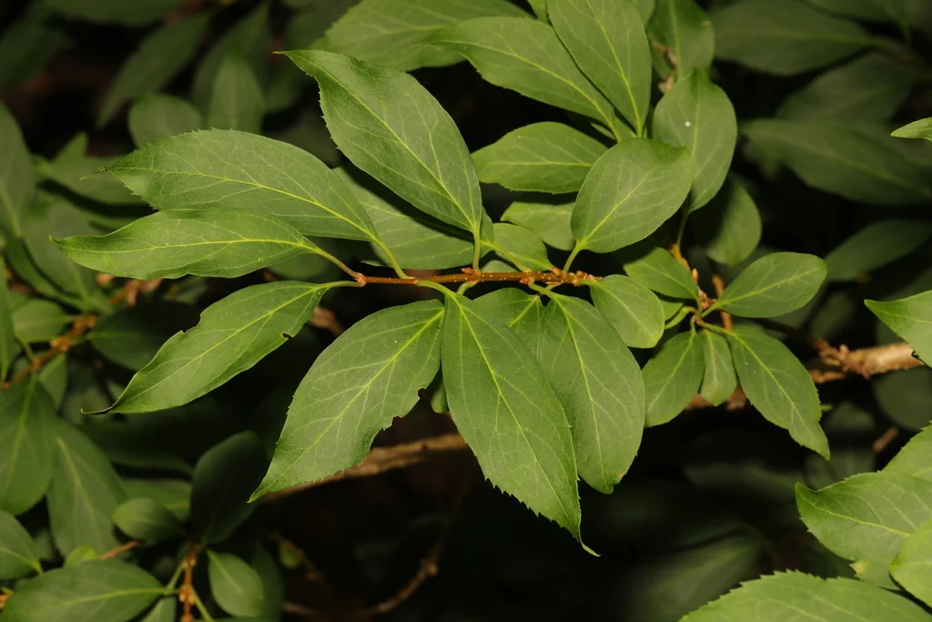 Forsythia x intermedia