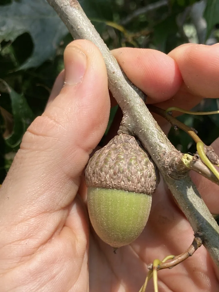Quercus Texana