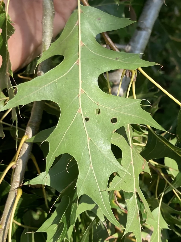 Quercus Texana
