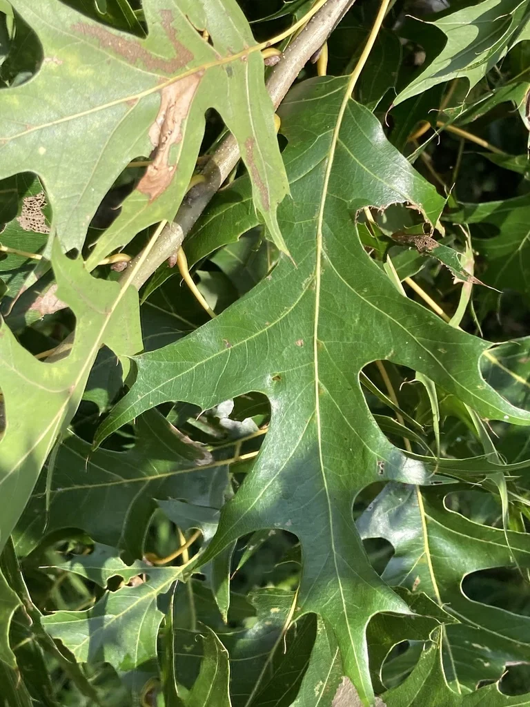 Quercus Texana