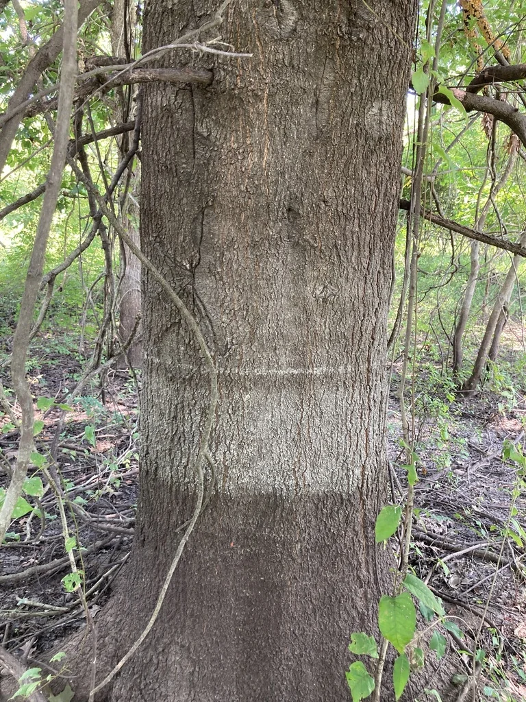 Quercus Texana
