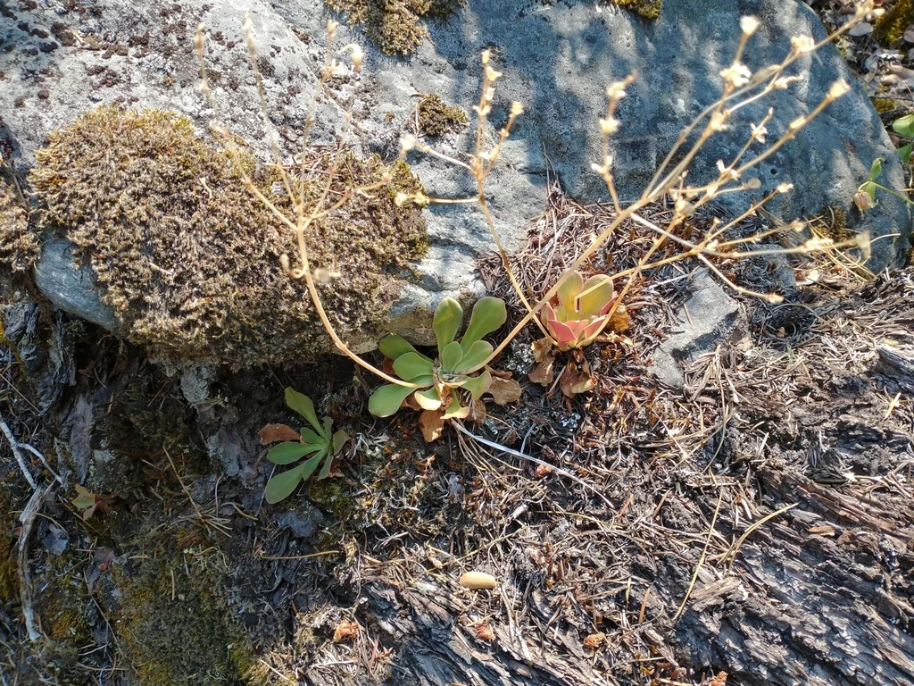 Lewisia Cotyledon