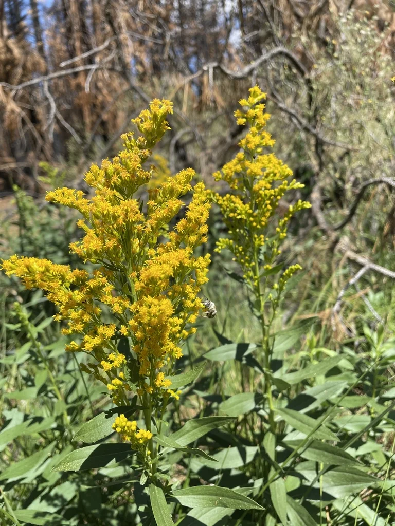 Solidago Canadensis Ssp. Elongata