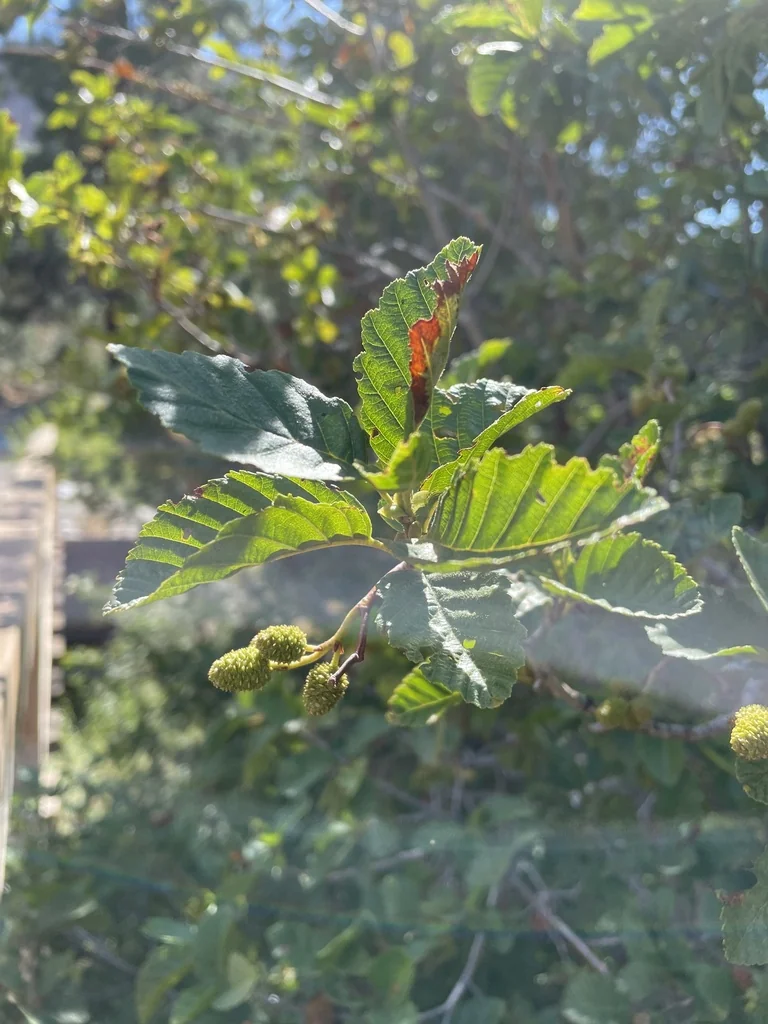 Alnus Incana Ssp. Tenuifolia