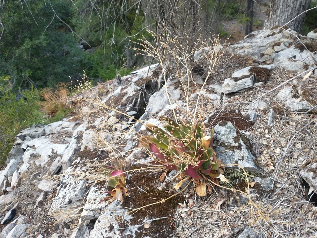 Lewisia Cotyledon