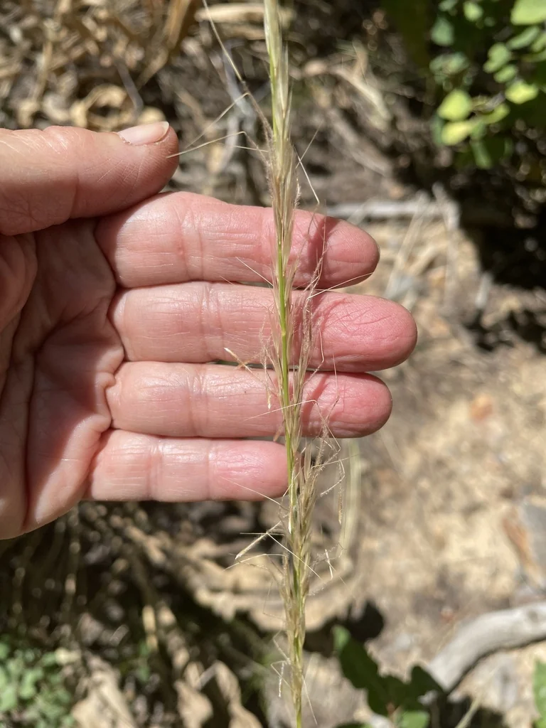 Stipa speciosa