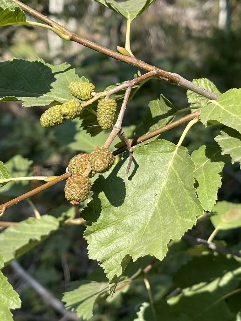 Alnus Incana Ssp. Tenuifolia