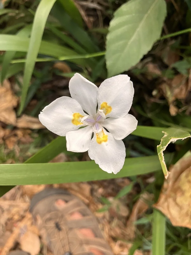 Dietes Iridioides