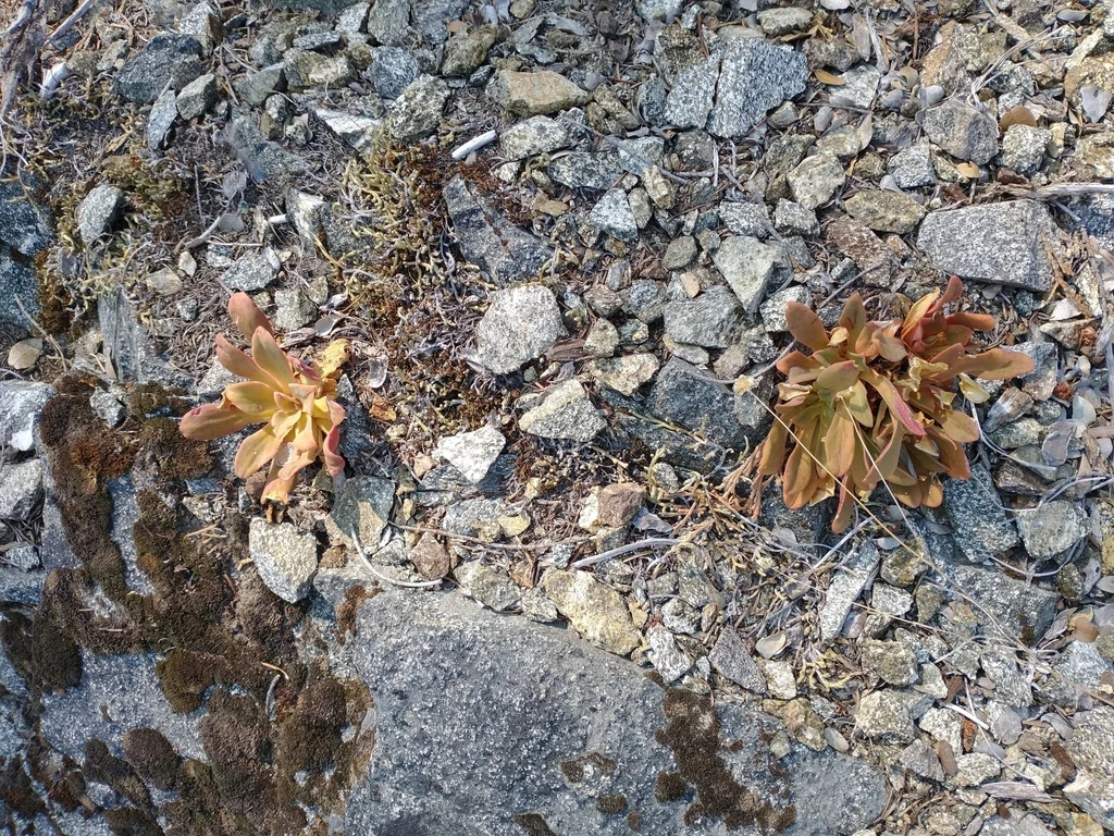 Lewisia Cotyledon