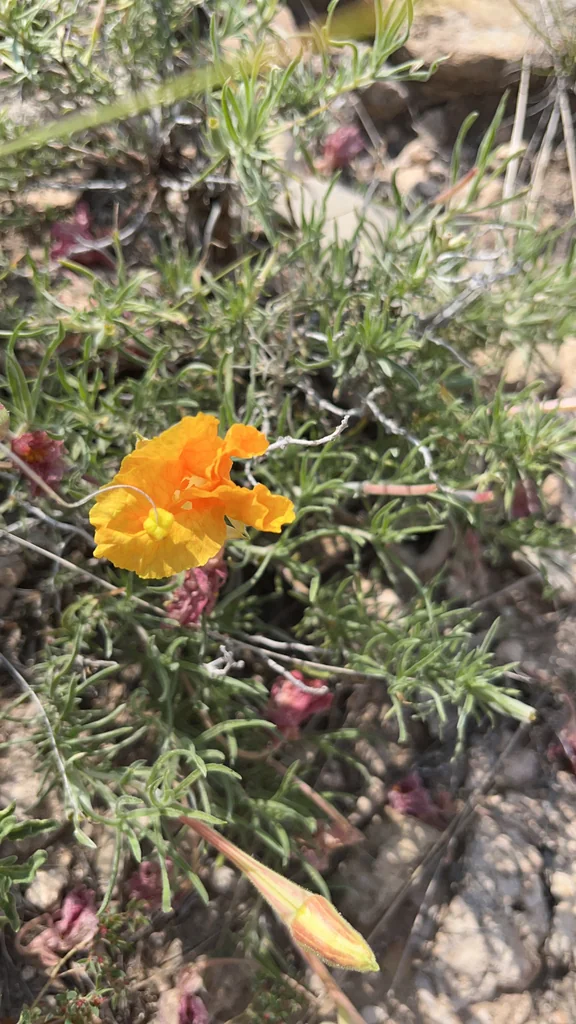Calylophus Hartwegii