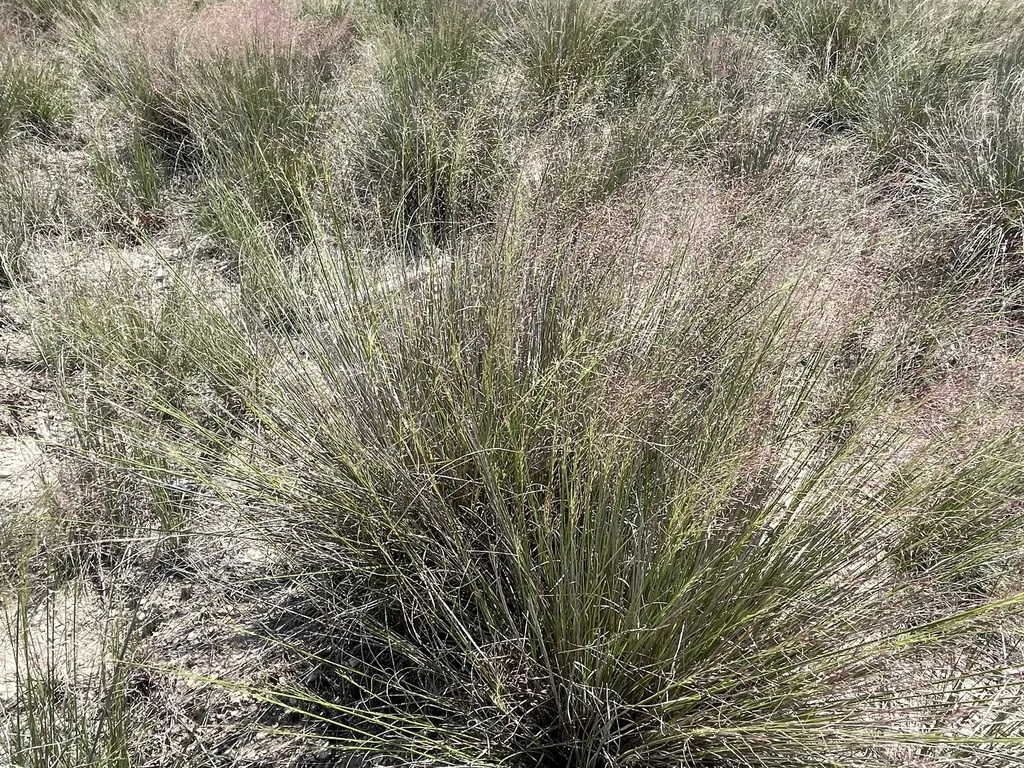 Muhlenbergia Reverchonii