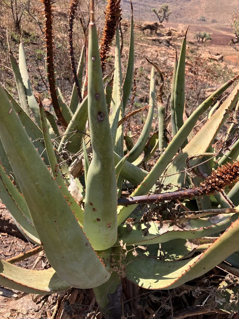 Aloe Spicata