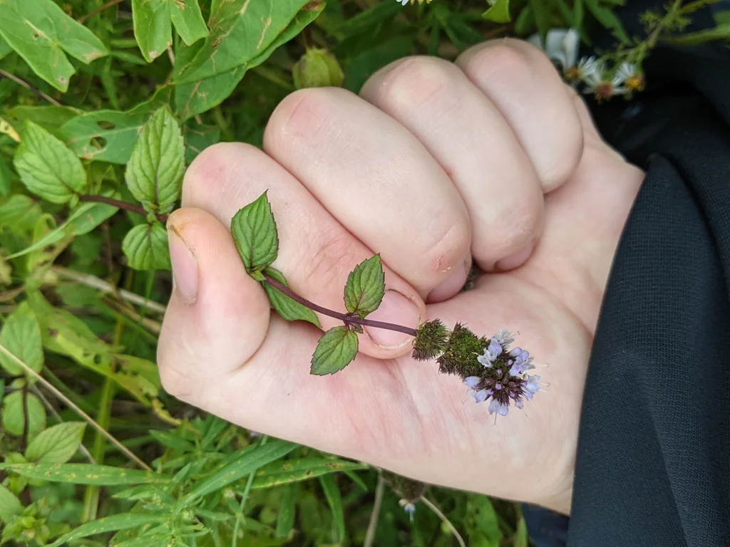 Mentha X Piperita
