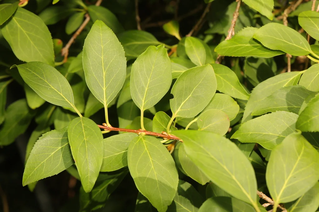 Forsythia x intermedia