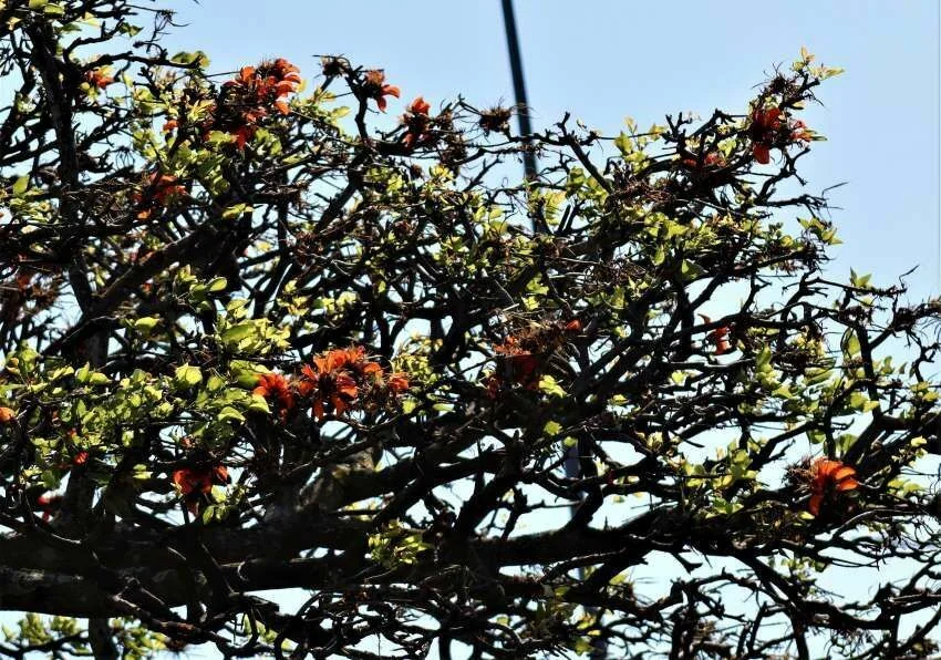 Erythrina Caffra